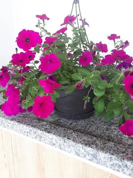 ホステル Pousada Satolep Balneario Gaivota ブラジル
